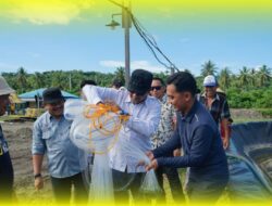 Panen Perdana Udang Faname, Bupati Ilham Lawidu Dorong Pemanfaatan Lahan Pesisir
