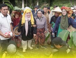Wabup Tojo Una-Una Ikut Tradisi Pengambilan Daun Yeki untuk Posintuvu Raya Lupi